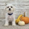 Maltese White Puppy for sale - ITME9992