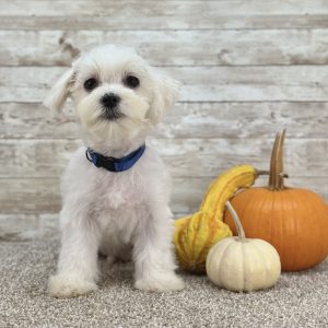 Maltese White Puppy for sale - ITME9992