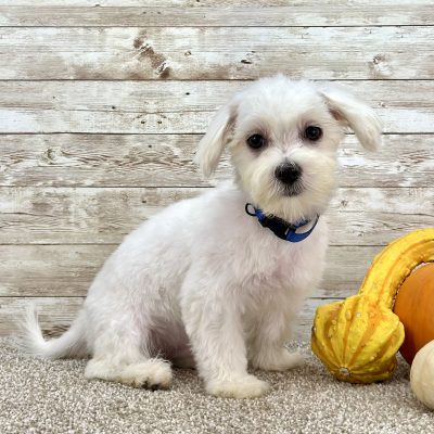 Maltese White Puppy for sale - ITME9992