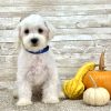 Maltese White Puppy for sale - ITME9993