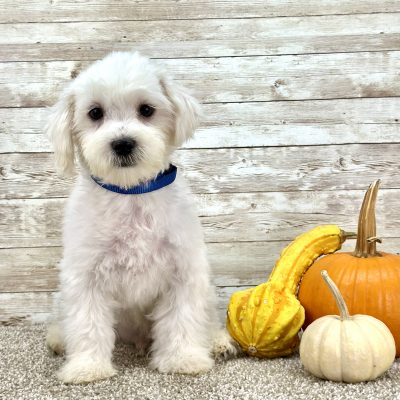 Maltese White Puppy for sale - ITME9993