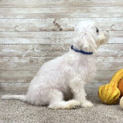 Maltese White Puppy for sale - ITME9993