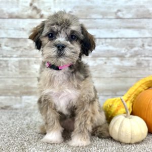 Girl Coco - Shih-Poo