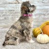 Shih-Poo Merle Puppy for sale - ITSP9997