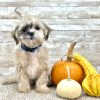 Shih-Poo Brown Merle Puppy for sale - ITSP9998