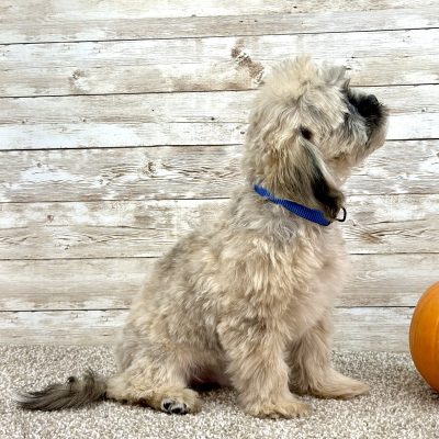 Shih-Poo Brown Merle Puppy for sale - ITSP9998