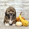 Shih-Poo Brindle Puppy for sale - PTSP8730