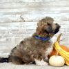 Shih-Poo Brindle Puppy for sale - PTSP8730