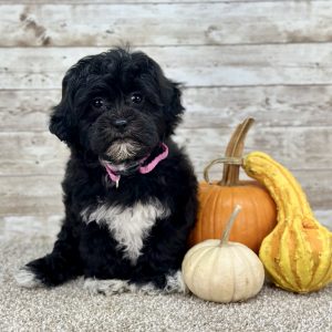 Girl Oreo - Shih-Poo