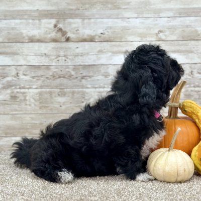 Shih-Poo Black Puppy for sale - PTSP8728