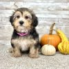 Yorkchon Tri Puppy for sale - PTYC0229