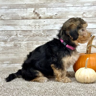 Yorkchon Tri Puppy for sale - PTYC02291