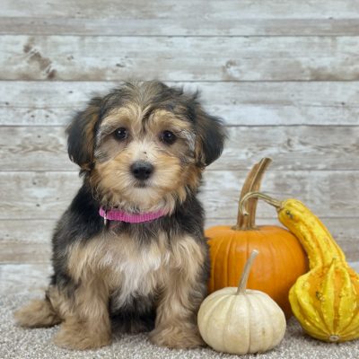 Yorkchon Tri Puppy for sale - PTYC0228