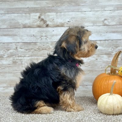 Yorkchon Tri Puppy for sale - PTYC0228