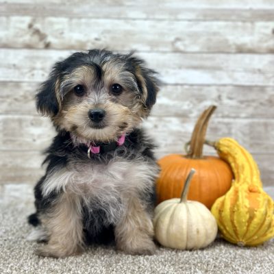 Yorkchon Tri Puppy for sale - PTYC0230 2