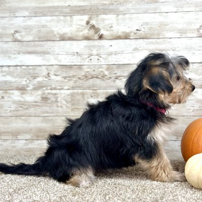 Yorkchon Tri Puppy for sale - PTYC0230 3