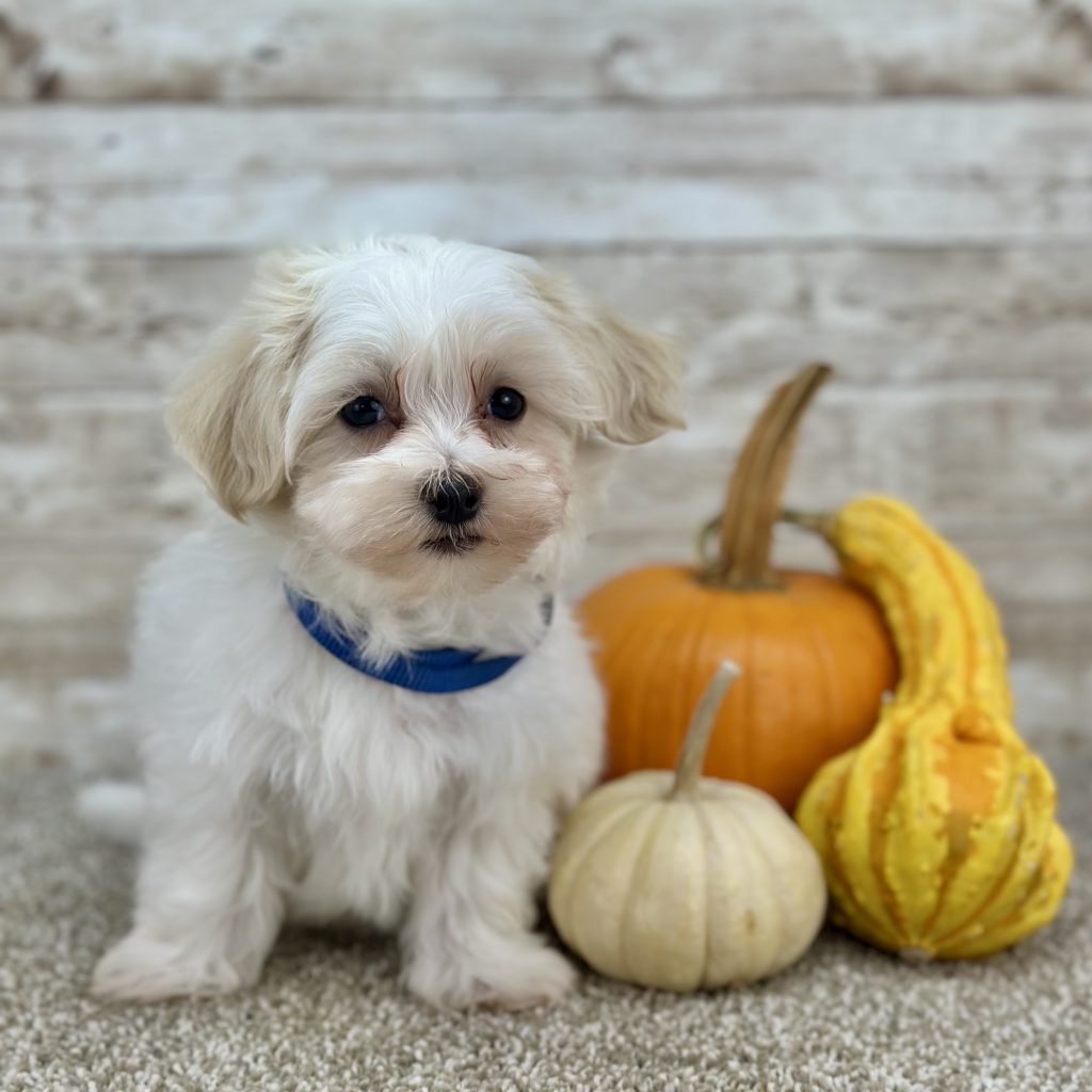 Boy Ziggy – Maltipoo