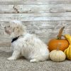 Maltipoo Cream Puppy for sale - PTMP0226