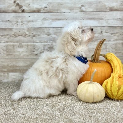 Maltipoo Cream Puppy for sale - PTMP0226