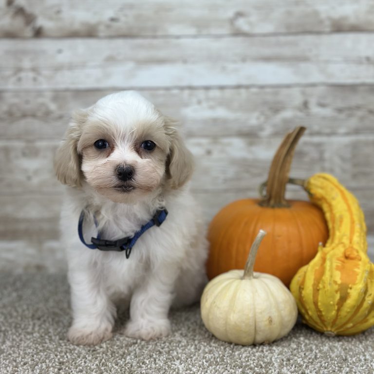 Boy Zack - Maltipoo