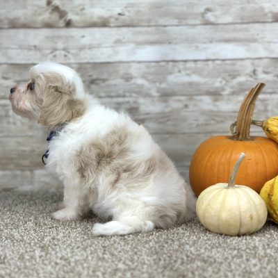 Maltipoo Cream Puppy for sale - PTMP0227