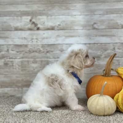 Maltipoo Cream Puppy for sale - PTMP0227