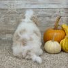Maltipoo Cream Puppy for sale - PTMP0227