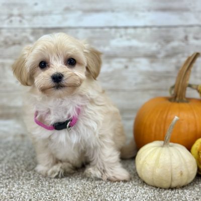Maltipoo Cream Puppy for sale - PTMP0225