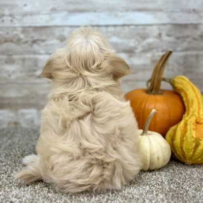 Maltipoo Cream Puppy for sale - PTMP0225