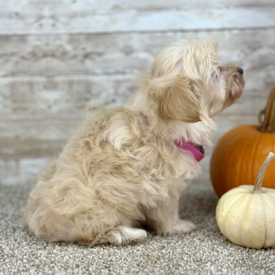 Maltipoo Cream Puppy for sale - PTMP0225