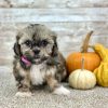 Shih Tzu Merle Tri Puppy for sale - PTST0222
