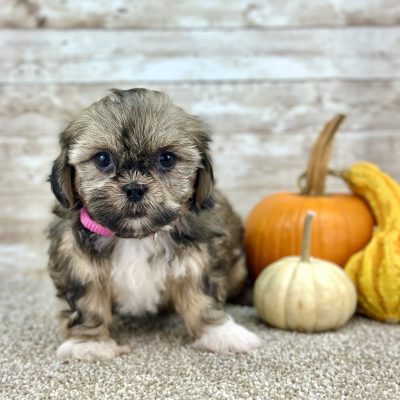 Shih Tzu Merle Tri Puppy for sale - PTST0222