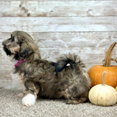 Shih Tzu Merle Tri Puppy for sale - PTST0222