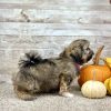 Shih Tzu Merle Tri Puppy for sale - PTST0222