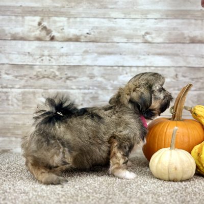 Shih Tzu Merle Tri Puppy for sale - PTST0222