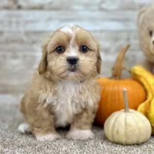 Boy Griffin - Shih-Tzu