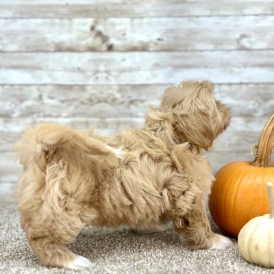 Shih Tzu Brown and White Puppy for sale - PTST0223
