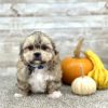 Shih Tzu Tri Brown Puppy for sale - PTST0224