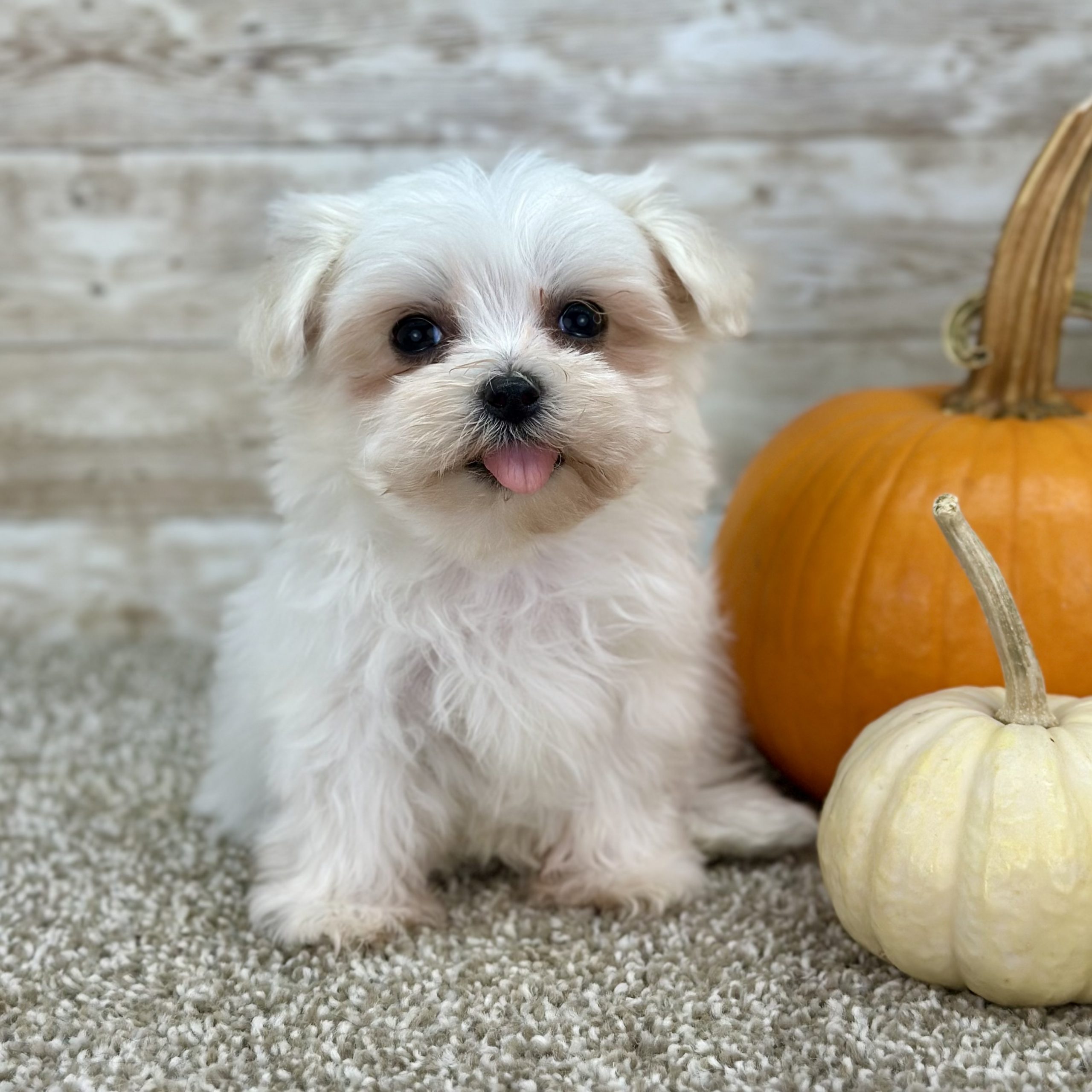 White Maltipoo puppy from Boundless Horizon Puppies