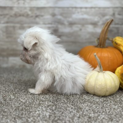 Maltipoo Cream Puppy for sale - PTMP0213