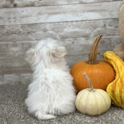 Maltipoo Cream Puppy for sale - PTMP0213