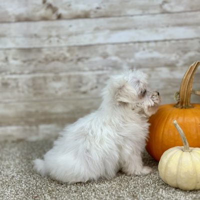 Maltipoo Cream Puppy for sale - PTMP0213