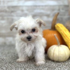 Maltipoo Cream Puppy for sale - PTMP0211