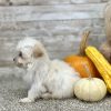 Maltipoo Cream Puppy for sale - PTMP0211