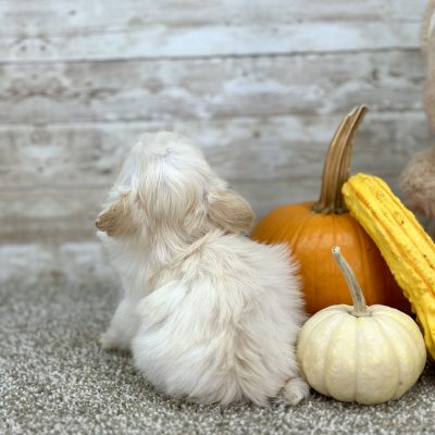 Maltipoo Cream Puppy for sale - PTMP0211