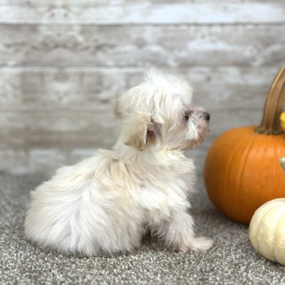 Maltipoo Cream Puppy for sale - PTMP0211