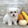 Maltipoo Cream Puppy for sale - PTMP0214