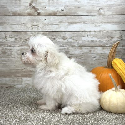 Maltipoo Cream Puppy for sale - PTMP0214
