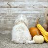 Maltipoo Cream Puppy for sale - PTMP0214