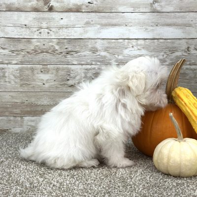 Maltipoo Cream Puppy for sale - PTMP0214